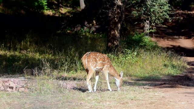 young spotted deer feeding on grass in Ranthambore National Park, Rajasthan, India