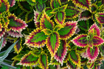 Close-up of coleus flower (or painted nettle flower) are blooming in garden. Beautiful leaves background.