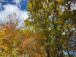 Autumn leaves in Karuizawa town, Nagano Prefecture, Japan.