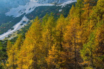 Fall colors, Triglav National Park, Trenta Valley, Julian Alps, Municipality of Bovec, Slovenia,...