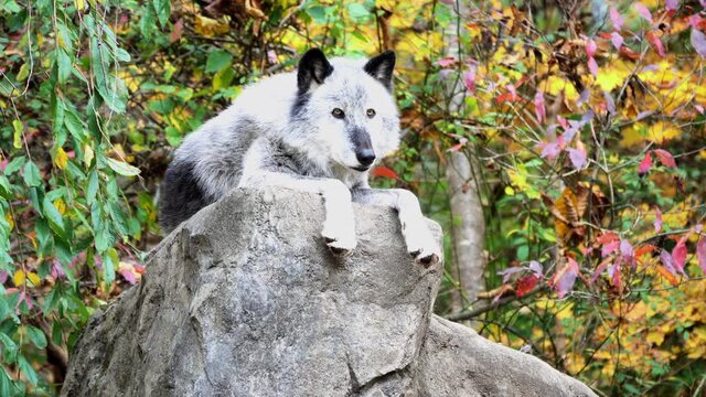 A Northern Rocky Mountain Gray Wolf (Canis lupus irremotus) rests atop a boulder with his paws hanging over the edge of the rock.