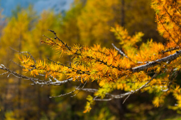 Fall colors, Triglav National Park, Trenta Valley, Julian Alps, Municipality of Bovec, Slovenia,...