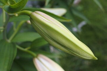 ユリ　カサブランカの蕾