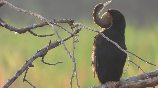 Anhinga in pond uhd mp4 ..