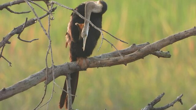 Anhinga chilling on pond uhd mp4 ...