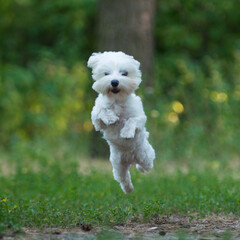 running dog, jumping dog, Maltese lapdog, maltese, dog friend, beautiful dog