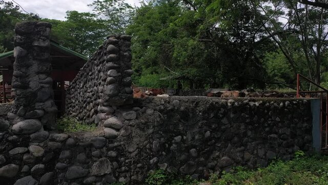 aerial video that shows a stone wall, finally managing to reveal the cattle behind it