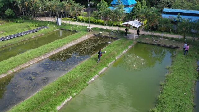 Aerial shot orbiting a farmer feeding the fish, while the fish come out of the water to catch their food