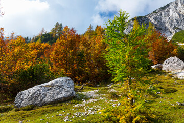 Fall colors, Triglav National Park, Trenta Valley, Julian Alps, Municipality of Bovec, Slovenia,...