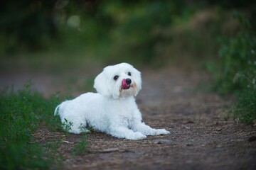 running dog, jumping dog, Maltese lapdog, maltese, dog friend, beautiful dog