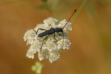 black bug on white plant