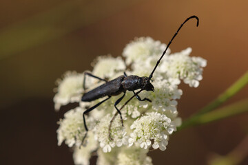 black bug on white plant