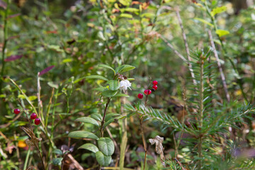 Amazing tiny bell-shaped lingonberry flowers. Blooming cranberries on a branch