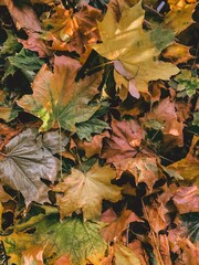 autumn leaves background