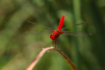 watching the helicopter bug in nature
