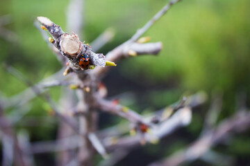 ladybug on a tree branch