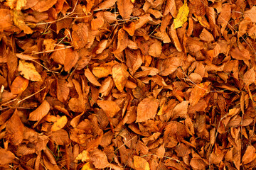 Background: yellow, autumn fallen leaves