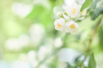 Branches of blossoming flowering plants on natural blurry background. Fresh green tree leaves of light outdoors sun on summer. Close-up, copy space