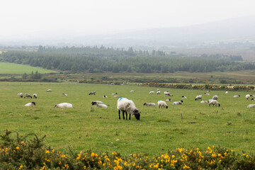 Fototapeta premium Sheep grazing in a field. Landscape of Ireland.