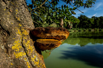 Large old fungi on a tree, on the shore of a green lake