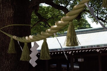 Shide on Shimenawa around a Yorishiro tree at Meiji Shinto Shrine, Shibuya, Tokyo, Japan