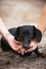 black dachshund, cute, pet,  dog is man's friend, kind, obedient, beautiful - 388991317