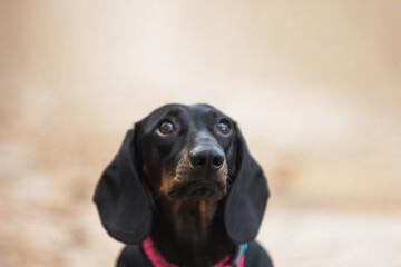 black dachshund, cute, pet,  dog is man's friend, kind, obedient, beautiful - 388991325