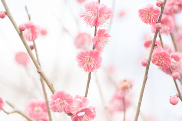 春　梅の花
