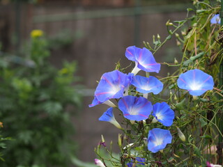 青いアサガオの花