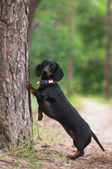 black dachshund, cute, pet,  dog is man's friend, kind, obedient, beautiful - 388991364