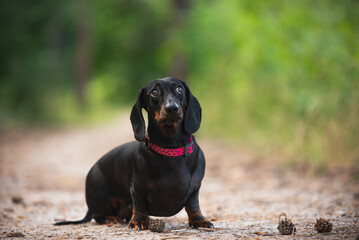 black dachshund, cute, pet,  dog is man's friend, kind, obedient, beautiful - 388991384