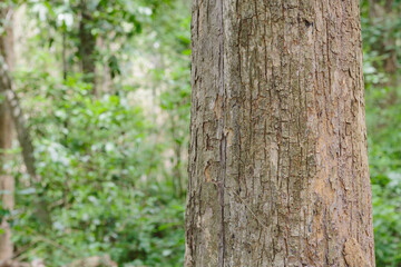 Teak tree in the forest with blurred background	