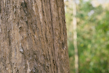 Selective focus.Teak tree in the forest with blurred background