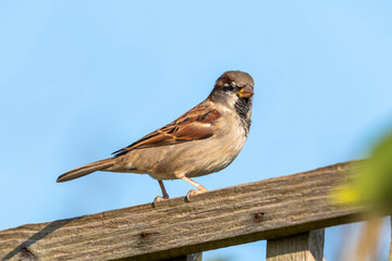 Sparrow bird perched on a fence which is a common garden bird found in the UK and Europe, stock image photo 