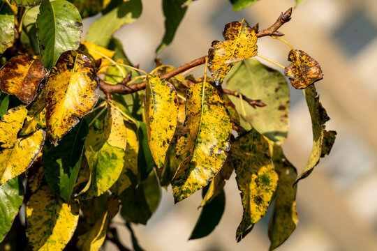 Autumn fall with golden yellow leaves colour foliage on a tree branch throughout October and November, stock photo image
