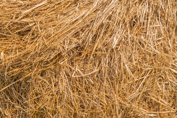 Full frame of fresh straw as a background. Livestock bedding. Thatching, biomass and basketry organic material