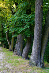 Fototapeta premium mighty big trunks of old trees in the park