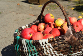 A close-up on a farm wicker basket full of red ripe apples, autumn fruit harvest grown in the home...