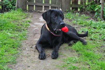 black labrador retriever