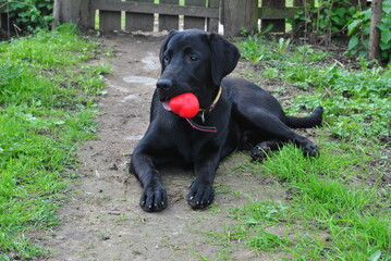 black labrador retriever puppy