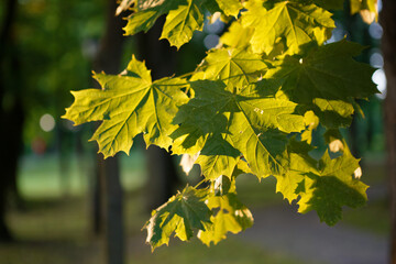 the rays of the sun through the trees in the park