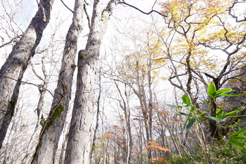 Fototapeta premium 白樺と紅葉