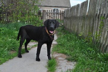 black labrador retriever