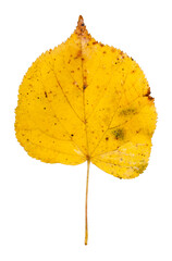 Fall yellow leaves of linden tree (Tilia) or basswood and lime tree, isolated on a white background.