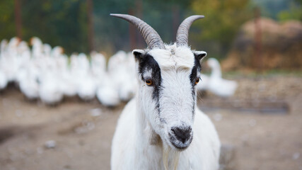 Happy Goat. Goat is standing and looking into the camera, selective focus on head.