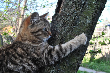 Fototapeta na wymiar cat on tree
