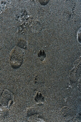 animal tracks on the sand covered with ice on the beach at low tide in winter