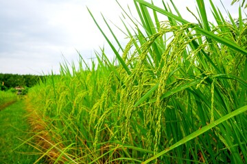 Green rice field and ear of rice for background.