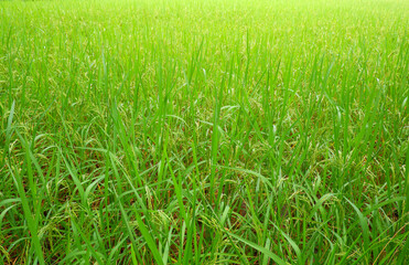  green rice field and ear of rice  for background