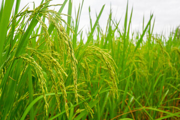 green rice field and ear of rice